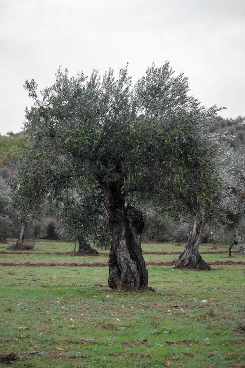 Comemorações do Dia Mundial da Oliveira
